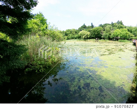 井の頭恩賜公園 井の頭池 七井橋A 91070827