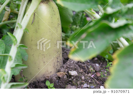 城南宮の大根、京都市伏見区 91070971