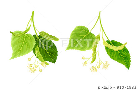 Twigs of linden tree with white flowers and green leaves set vector illustration Twigs of linden tree with white flowers and green leaves set vector illustration 91071933