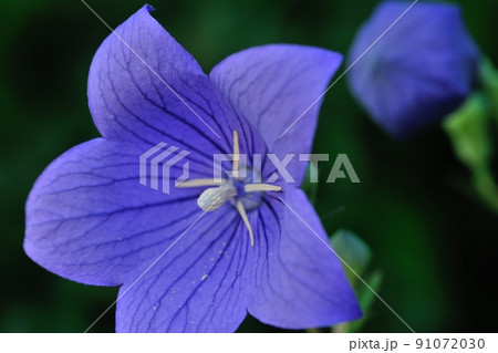 桔梗の花と紙風船のような蕾 桔梗の花と紙風船のような蕾 91072030