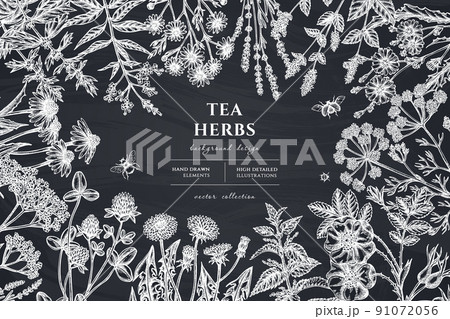 Tea herbs hand drawn illustration design. Background with chalk chamomile, mint, chicory, etc. Tea herbs hand drawn illustration design. Background with chalk chamomile, mint, chicory, etc. 91072056