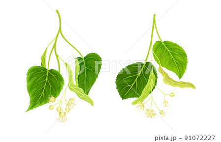 Linden tree branches with white buds and flowers set vector illustration 91072227