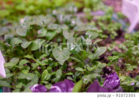 Growing plants under lamps with drops of water on them 91072303