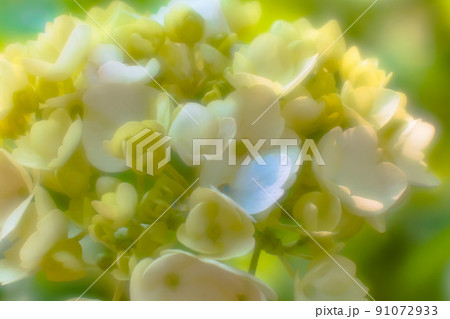 護摩堂山あじさい園の紫陽花　 (清原光学製 ベス単ソフトレンズ使用) 91072933