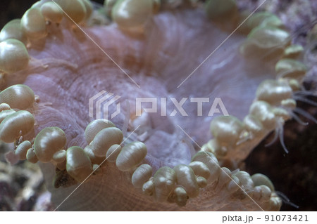 hard coral polyps detail macro 91073421