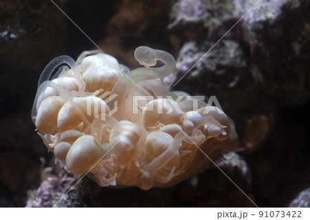 hard coral polyps detail macro 91073422