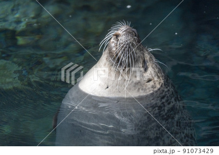 Grey seal in water close up portrait 91073429