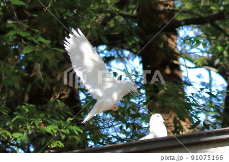 白鳩　靖国神社 91075166