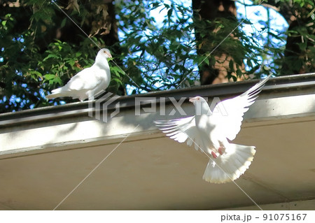 白鳩 靖国神社 白鳩 靖国神社 91075167