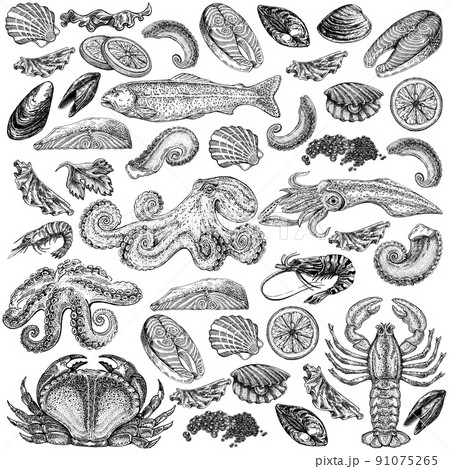 Seafood illustrations. Hand drawn line sea fishes, sushi rolls, oysters, mussels, lobster, squid, octopus, crabs, prawns 91075265