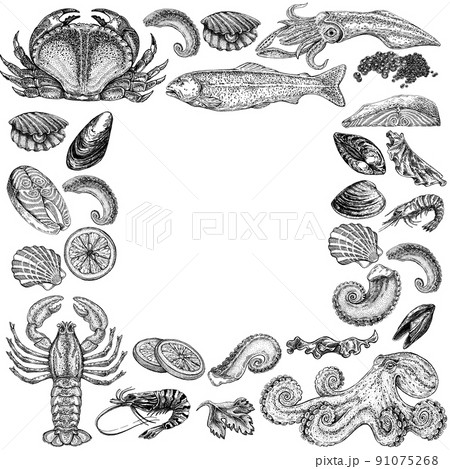 Seafood illustrations. Hand drawn line sea fishes, sushi rolls, oysters, mussels, lobster, squid, octopus, crabs, prawns Seafood illustrations. Hand drawn line sea fishes, sushi rolls, oysters, mussels, lobster, squid, octopus, crabs, prawns 91075268