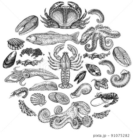 Seafood illustrations. Hand drawn line sea fishes, sushi rolls, oysters, mussels, lobster, squid, octopus, crabs, prawns Seafood illustrations. Hand drawn line sea fishes, sushi rolls, oysters, mussels, lobster, squid, octopus, crabs, prawns 91075282
