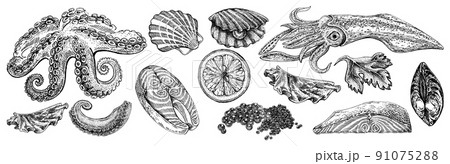 Seafood illustrations. Hand drawn line sea fishes, sushi rolls, oysters, mussels, lobster, squid, octopus, crabs, prawns Seafood illustrations. Hand drawn line sea fishes, sushi rolls, oysters, mussels, lobster, squid, octopus, crabs, prawns 91075288