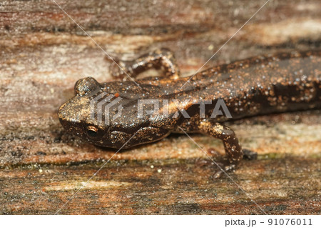 Closeup on a sub-adult Aneides ferreus , Clouded salamander sitting on red wood in Norterh CAlifornia 91076011