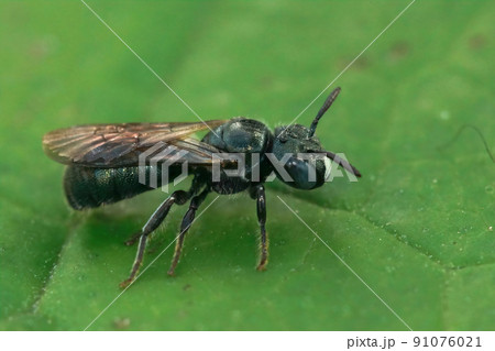 Closeup on a female little blue carpenter bee, Ceratina cyanea on a green leaf 91076021