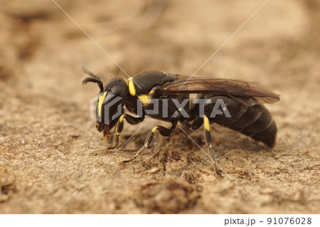 Detailed closeup on a yellow faced masked bee, Hylaeus , sitting on wood Detailed closeup on a yellow faced masked bee, Hylaeus , sitting on wood 91076028