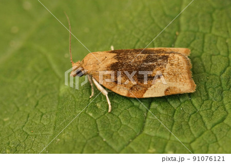 Closeup on an abnomal dark coloration in the Barred Fruit-tree Tortrix, Pandemis cerasana sitting on a green leaf 91076121