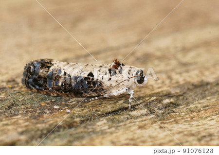 Detailed closeup on the White-backed Marble moth, Hedya salicella sitting on wood 91076128