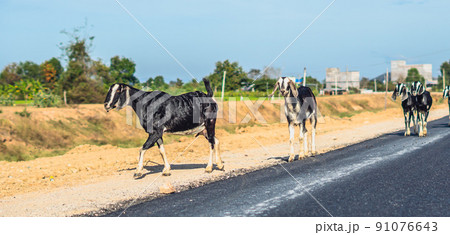 BANNER Beautiful summer landscape. Graceful black white goats glossy coats running suburb asphalt road near green trees grass blue sky. Cute farm animals care. Open air rustic village lifestyle BANNER Beautiful summer landscape. Graceful black white goats glossy coats running suburb asphalt road near green trees grass blue sky. Cute farm animals care. Open air rustic village lifestyle 91076643
