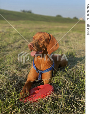 Happy Hungarian Vizsla with Frisbee Happy Hungarian Vizsla with Frisbee 91076705
