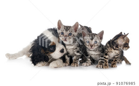 bengal kitten and cavalier king charles 91076985