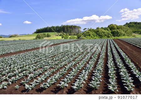 初夏の北海道厚沢部町でブロッコリー畑の風景を撮影 91077017