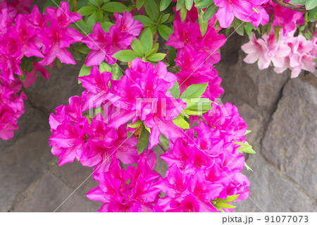 ヒラドツツジの赤花 91077073
