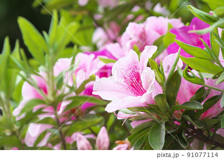 ヒラドツツジの桃色花【緑背景】 91077114