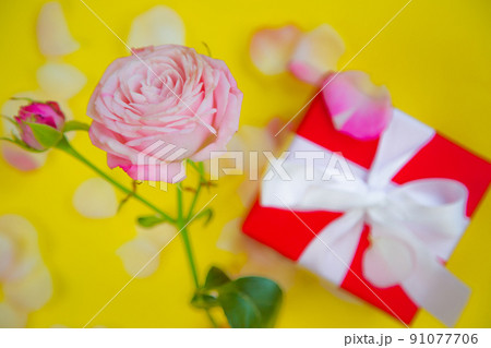 A rose flower and a gift in a red package with a white ribbon stands on a yellow background surrounded by petals with a place for text. High quality photo 91077706