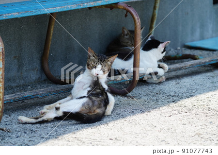 静かな漁港で日陰でのんびり過ごす猫 静かな漁港で日陰でのんびり過ごす猫 91077743