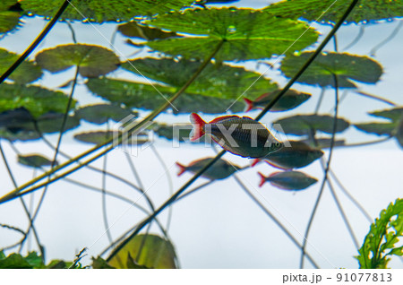 水族館は楽しい 91077813