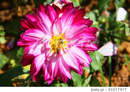 サンパウロ市近郊で栽培されているダリア サンパウロ市近郊で栽培されているダリア 91077977