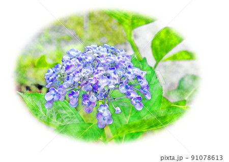 開花した 紫陽花 水彩画風 絵手紙のイラスト素材