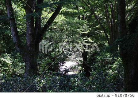 緑の樹々の森の先に道の見える風景 91078750