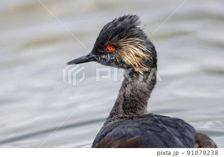 eared grebe breeding plumage eared grebe breeding plumage 91079238