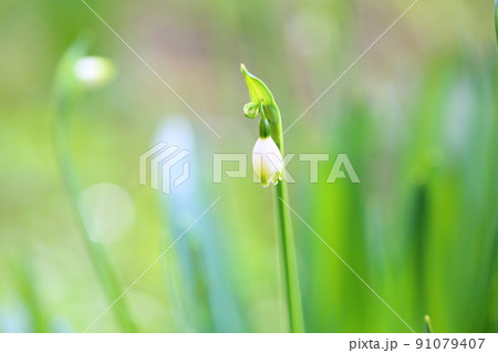 スノーフレークの花 91079407