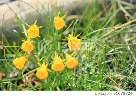 原種系スイセンの花 原種系スイセンの花 91079724