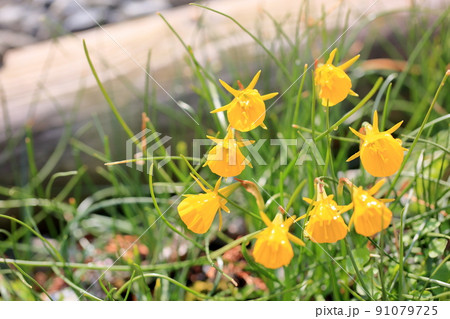 原種系スイセンの花 原種系スイセンの花 91079725