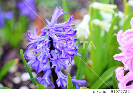 ヒヤシンスの花 91079729