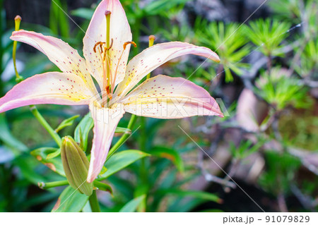 ユリの花 91079829