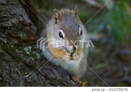 食事に夢中なアカリス 食事に夢中なアカリス 91079870