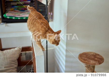 Funny domestic cat climbs up the cat pole. Funny domestic cat climbs up the cat pole. 91079966