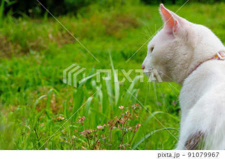 猫のクローズアップ 猫のクローズアップ 91079967
