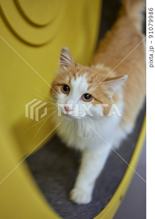 Smoky cat running on exercise wheel. training apparatus. 91079986