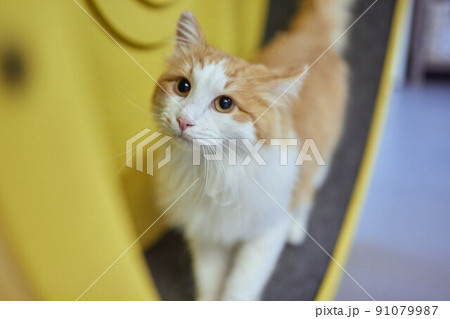 Smoky cat running on exercise wheel. training apparatus. 91079987
