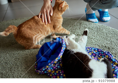 Calico Cat Framed and Alert in Cat Tunnel Toy. 91079988