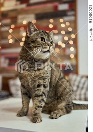 Cat breed British Blue is on the table. Cat breed British Blue is on the table. 91080025