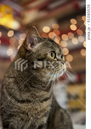 Cat breed British Blue is on the table. 91080026