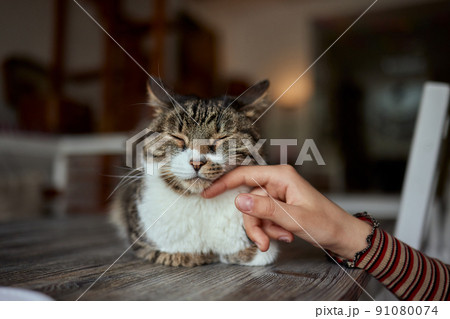 cute tabby little kitten european shorthair cat in hands. 91080074