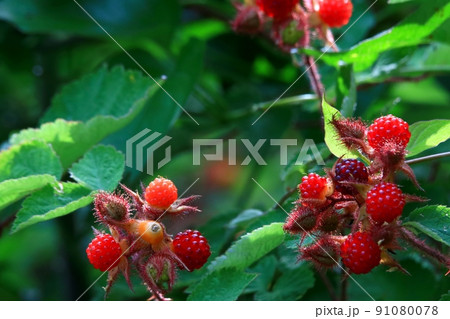 エビガライチゴ エビガライチゴ 91080078